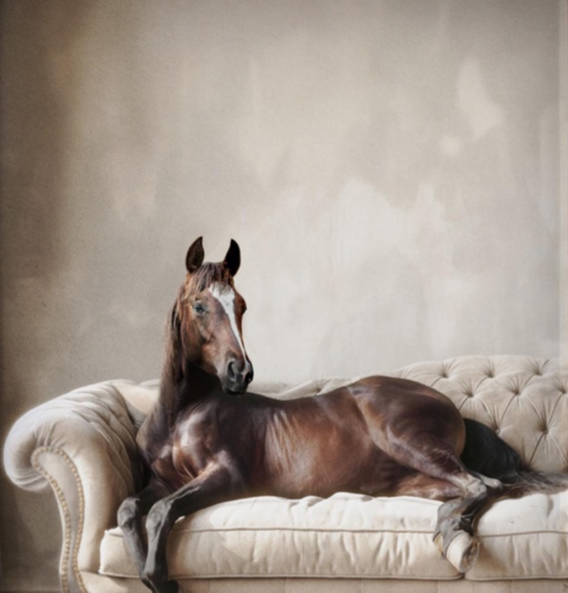 A bay horse lying on a cream velvet sofa